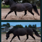 Der direkte 8 Wochen Vergleich bei einem Warmblut: Die Stute kann im Trab in ein Vorwärts-Abwärts.