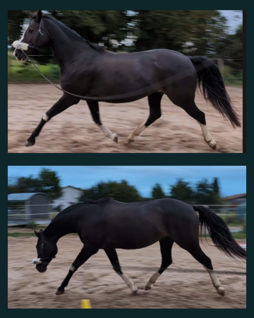 Vorher-Nachher Der direkte 8 Wochen Vergleich bei einem Warmblut: Die Stute kann im Trab in ein Vorwärts-Abwärts.