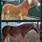 Der direkte 8 Wochen Vergleich bei einem Haflinger: Die Spannung im Rumpf wirkt mehr.